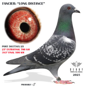 LOTE 20.-  25º EXTRA FINAL 700 KM<BR/> <BR/>POR 5037565/25     LONG DISTANCE</A><BR/><BR/><STRONNG><p style="color:#FF0000";>PADRE: <BR/><BR/>MADRE: </STRONG><BR/><BR/><STRONG><p style="color:#b0d12a";>