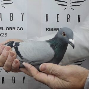 LOTE 18.-  48º EXTRA FINAL 700 KM<BR/> <BR/>ESP 59804/25   ANTONIO LOZANO COLOMINA</A><BR/><BR/><STRONNG><p style="color:#FF0000";>PADRE: <BR/><BR/>MADRE: </STRONG><BR/><BR/><STRONG><p style="color:#b0d12a";>