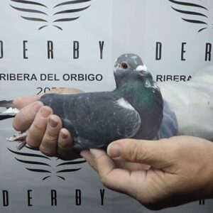 LOTE 17.-  57º EXTRA FINAL 700 KM<BR/> <BR/>POR 5310233/25       ADRIAN,VALERIA Y SALVADOR</A><BR/><BR/><STRONNG><p style="color:#FF0000";>PADRE: <BR/><BR/>MADRE: </STRONG><BR/><BR/><STRONG><p style="color:#b0d12a";>