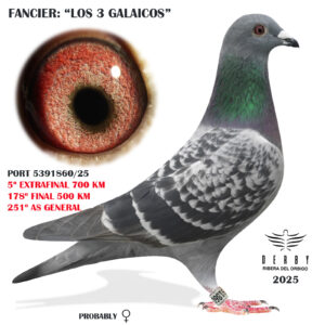 LOTE 22.-  5º EXTRA FINAL 700 KM<BR/> <BR/>POR 5391860/25       LOS 3 GALAICOS</A><BR/><BR/><STRONNG><p style="color:#FF0000";>PADRE: <BR/><BR/>MADRE: </STRONG><BR/><BR/><STRONG><p style="color:#b0d12a";> (copia)