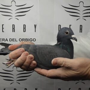 LOTE 16.-   65º EXTRA FINAL 700 KM<BR/> <BR/> ESP 154623/25        PALOMAR LUIS ALBERTO ÁLVAREZ</A><BR/><BR/><STRONNG><p style="color:#FF0000";>PADRE: <BR/><BR/>MADRE: </STRONG><BR/><BR/><STRONG><p style="color:#b0d12a";>