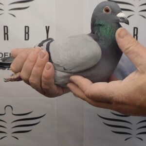 LOTE 15.-   79º EXTRA FINAL 700 KM<BR/> <BR/> ESP 154308/25      LUIS MORALEJO</A><BR/><BR/><STRONNG><p style="color:#FF0000";>PADRE: <BR/><BR/>MADRE: </STRONG><BR/><BR/><STRONG><p style="color:#b0d12a";>