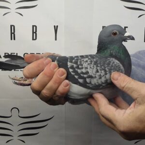 LOTE 14.-   88º EXTRA FINAL 700 KM<BR/> <BR/> ESP 6363/25      RICARDO GRUESO</A><BR/><BR/><STRONNG><p style="color:#FF0000";>PADRE: <BR/><BR/>MADRE: </STRONG><BR/><BR/><STRONG><p style="color:#b0d12a";>