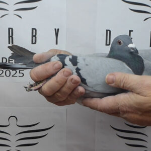 LOTE 13.-   98º EXTRA FINAL 700 KM<BR/> <BR/> ESP 159698/25    LUIS GABRIEL TORRE RUIZ</A><BR/><BR/><STRONNG><p style="color:#FF0000";>PADRE: <BR/><BR/>MADRE: </STRONG><BR/><BR/><STRONG><p style="color:#b0d12a";>