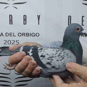 LOTE 12.-   101º EXTRA FINAL 700 KM<BR/> <BR/> NL 1291466/25 <BR/><BR/> KRIJSMAN & DE JONG <BR/><BR/><STRONG><p style="color:#FF0000";><U>PADRE:</U>  CONSANGUINEO "NEW LAUREAAT"<BR/><BR/><U>MADRE:</U> HERMANA DE 11º NAC. DAX 25;NIETA DE "SPECIAL ONE" </STRONG><BR/><BR/><STRONG><p style="color:#b0d12a";> PALOMA CRIADA POR PIET VAN DE MERWE <BR/><BR/> CONCURSADA POR KRIJSMAN & DE JONG </STRONG>