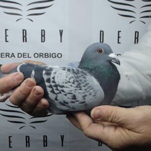 LOTE 11.-  108º EXTRA FINAL 700 KM<BR/> <BR/>ESP 157116/25     BELLOTA CANTABRA Y TONI</A><BR/><BR/><STRONG><p style="color:#FF0000";><U>PADRE:</U> <BR/><BR/><U>MADRE:</U>    </STRONG><BR/><BR/><STRONG><p style="color:#b0d12a";><BR/><BR/></STRONG>