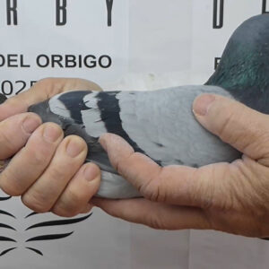 LOTE 11.-   111º EXTRA FINAL 700 KM<BR/> <BR/> ESP 44526/25 <BR/><BR/> HNOS.GUTIERREZ , G. GARCÍA Y G. EXPÓSITO<BR/><BR/><STRONG><p style="color:#FF0000";><U>PADRE:</U> 18º FINAL Y 11º AS TORCAL 22, HERMANO DE 1º RIAS BAIXAS EXTRA FINAL 21 <BR/><BR/><U>MADRE:</U>  </STRONG><BR/><BR/><STRONG><p style="color:#b0d12a";> <BR/><BR/> </STRONG>