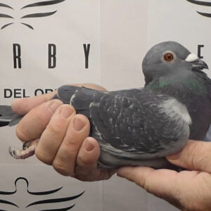 LOTE 10.-  112º EXTRA FINAL 700 KM<BR/> <BR/>ESP 74006/25    LOS MIÉRCOLES<BR/><BR/><STRONG><p style="color:#FF0000";><U>PADRE:</U> <BR/><BR/><U>MADRE:</U> </STRONG><BR/><BR/><STRONG><p style="color:#b0d12a";><BR/><BR/></STRONG>