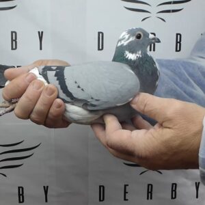 LOTE 10.-  118º EXTRA FINAL 700 KM<BR/> <BR/>ESP 6365/25      RICARDO GRUESO </A><BR/><BR/><STRONG><p style="color:#FF0000";><U>PADRE:</U> <BR/><BR/><U>MADRE:</U>    </STRONG><BR/><BR/><STRONG><p style="color:#b0d12a";><BR/><BR/></STRONG>