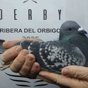 LOTE 09.-  122º EXTRA FINAL 700 KM<BR/> <BR/> ESP 103685/25 <BR/><BR/> EQUIPO TUÑÓN & DOMINGUEZ <BR/><BR/><STRONG><p style="color:#FF0000";><U>PADRE:</U>  <BR/><BR/><U>MADRE:</U>  </STRONG><BR/><BR/><STRONG><p style="color:#b0d12a";><BR/><BR/></STRONG>