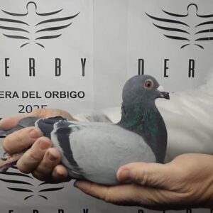 LOTE 09.-  124º EXTRA FINAL 700 KM<BR/> <BR/>POR 5308001/25      P4R + REAL TEAM </A><BR/><BR/><STRONG><p style="color:#FF0000";><U>PADRE:</U> <BR/><BR/><U>MADRE:</U>    </STRONG><BR/><BR/><STRONG><p style="color:#b0d12a";><BR/><BR/></STRONG>