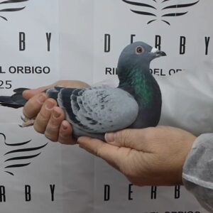 LOTE 08.-  125º EXTRA FINAL 700 KM<BR/> <BR/> ESP  65702/25 <BR/><BR/> TANDEM CANALES & ZAPATER <BR/><BR/><STRONG><p style="color:#FF0000";><U>PADRE:</U>  <BR/><BR/><U>MADRE:</U>  </STRONG><BR/><BR/><STRONG><p style="color:#b0d12a";><BR/><BR/></STRONG>