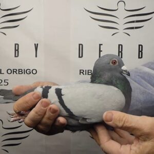 LOTE 09.-  126º EXTRA FINAL 700 KM<BR/> <BR/>RO 1061732/25    ALES COSTA BRAVA<BR/><BR/><STRONG><p style="color:#FF0000";><U>PADRE:</U>HIJO DE ORIGINALES MARIAN DUMISTRACHE (RUMANIA) <BR/><BR/><U>MADRE:</U>JORDI ZAPATA x ILIE CHISALITA </STRONG><BR/><BR/><STRONG><p style="color:#b0d12a";><BR/><BR/></STRONG>