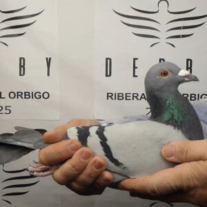 LOTE 09.-   129º EXTRA FINAL 700 KM<BR/> <BR/> BE 1045333/25 <BR/>44º FINAL GOLDEN ALGARVE 2024<BR/> BENNANE & KAIDI<BR/><BR/><STRONG><p style="color:#FF0000";><U>PADRE:</U> 100% ETIENNE MEIRLAENE <BR/><BR/><U>MADRE:</U>  HERMANA DE LA 26º FINAL GOLDEN ALGARVE </STRONG><BR/><BR/><STRONG><p style="color:#b0d12a";> SUPER ORÍGENES<BR/><BR/>HERMANOS CON EXTRAORDINARIOS RESULTADOS!!! </STRONG>