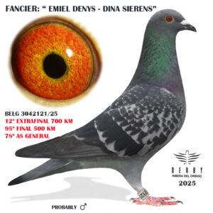 LOTE 22.-   12º EXTRA FINAL 700 KM<BR/> <BR/> BE 3042121/25 <BR/><BR/>EMIEL DENYS & DINA SIERENS <BR/><BR/><STRONG><p style="color:#FF0000";><U>PADRE:</U>  <BR/><BR/><U>MADRE:</U>  </STRONG><BR/><BR/><STRONG><p style="color:#b0d12a";> <BR/><BR/> </STRONG>