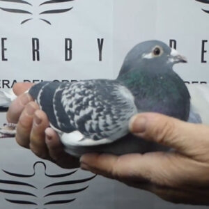 LOTE 08.-   133º EXTRA FINAL 700 KM<BR/> <BR/> ESP 226502/25 <BR/><BR/> OLIVER,BLAS Y MONTAÑEZ J. & J.<BR/><BR/><STRONG><p style="color:#FF0000";><U>PADRE:</U> 3º DE SUELTA 830 KM OLR CARMELO YUPI 23-24 <BR/>TAMBIÉN ES 3º AS PALOMA GENERAL TODAS LAS SUELTAS Y 1º AS PALOMA LARGA DISTANCIA EN EL MISMO DERBY<BR/>MEDIO-HERMANO DE "MAJORERA" 1º AS SOBRE 9 CARRERAS Y 10º POSICIÓN EN 730 KM OLR CARMELO YUPI 22-23<BR/><U>MADRE:</U>  "JIGA" 3º AS PALOMA SOBRE 2 SUELTAS DE 500 KM Y 5º AS SOBRE 8 CARRERAS OLR CARMELO YUPI</STRONG><BR/><BR/><STRONG><p style="color:#b0d12a";> EXTRAORDINARIAS PALOMAS CON GRANDES RESULTADOS EN DISTANCIAS POR ENCIMA DE 700 KM<BR/> PALOMAS CONCURSADAS EN FUERTEVENTURA DONDE LA MAYORÍA DE PRUEBAS SE REALIZAN CON VIENTO DE PICO<BR/> </STRONG>