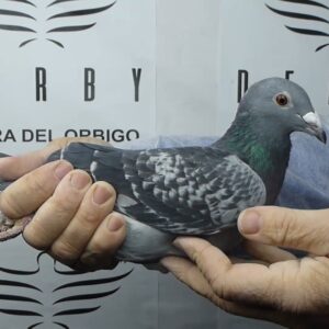 LOTE 08.-  136º EXTRA FINAL 700 KM<BR/> <BR/>ESP 245066/25      ISMAEL FERNÁNDEZ </A><BR/><BR/><STRONG><p style="color:#FF0000";><U>PADRE:</U> <BR/><BR/><U>MADRE:</U>    </STRONG><BR/><BR/><STRONG><p style="color:#b0d12a";><BR/><BR/></STRONG>PALOMAR GANADOR DE LA FINAL 2025 DERBY RIBERA DEL ÓRBIGO