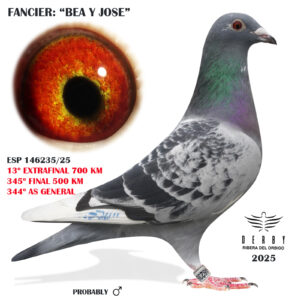 LOTE 21.- 13º EXTRA FINAL 700 KM<BR/> <BR/>ESP 146235/25 BEA Y JOSE (MIERES -ASTURIAS) </A><BR/><BR/><STRONG><p style="color:#FF0000";><U>PADRE:</U> <BR/><BR/><U>MADRE:</U> </STRONG><BR/><BR/><STRONG><p style="color:#b0d12a";><BR/><BR/></STRONG>