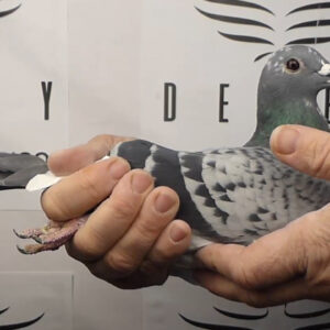 LOTE 07.-   141º EXTRA FINAL 700 KM<BR/> <BR/> NL 1279461/25 <BR/><BR/> BATENBURG V. D. MERWE & P.E.C.<BR/><BR/><STRONG><p style="color:#FF0000";><U>PADRE:</U>118º NAC. BARC. 24, 119º NAC. PERPIGNAN 23, 310 NAC. PERPIGNAN 24, ES ADEMÁS HERMANO DE "NEW JADE" (3º NAC. Y 7º INT. BARC.  25)  <BR/>SUPERVOLADOR!!!<BR/><BR/><U>MADRE:</U>  NIETA DE LARS (J. JELLEMA: 2º NAC. PERPIGNAN 20 Y 37º NAC. BARC. 21) Y TAMBIÉN NIETA DE NEW LAUREAAT: 1º INT. BARC. 13)</STRONG><BR/><BR/><STRONG><p style="color:#b0d12a";> ESTA PALOMA ES NIETA DE "LUNA -MAY" 3º NAC. Y 5º INT. BARC 17<BR/><BR/> GRAN REPRODUCTORA!!! </STRONG>