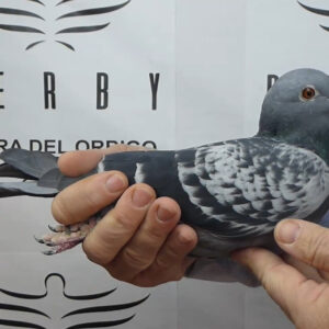 LOTE 07.-  142º EXTRA FINAL 700 KM<BR/> <BR/>NL 1279454/25    BATENBURG V. D. MERWE &  P.E.C.<BR/><BR/><STRONG><p style="color:#FF0000";><U>PADRE:</U> HIJO DE <u><a href="https://youtu.be/WqHnjKKJn_s?si=G1SwYegYV6SxXjeN">KLEINE JADE (video)</a></u> <br/>1º INT. BARCELONA 14 <BR/><BR/><U>MADRE:</U> HIJA DE "AD" 1º NAC. y 2º INT. PERPIGNAN 22  x 1º INT. BARC. 22</STRONG><BR/><BR/><STRONG><p style="color:#b0d12a";>SUPER ORÍGENES!!! <BR/><BR/>NIETO DE <br/><br/>PRIMEROS PUESTOS NACIONALES E INTERNACIONALES DE BARCELONA, PERPIGNAN y AGEN</STRONG>