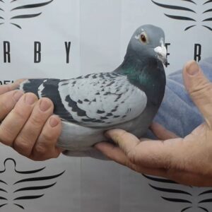 LOTE 06.-  145º EXTRA FINAL 700 KM<BR/> <BR/> ESP  172768/25 <BR/><BR/> ANDRÉS DEL ROSARIO DÍAZ<BR/><BR/><STRONG><p style="color:#FF0000";><U>PADRE:</U>  <BR/><BR/><U>MADRE:</U>  </STRONG><BR/><BR/><STRONG><p style="color:#b0d12a";><BR/><BR/></STRONG>