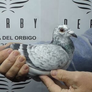 LOTE 07.-  149º EXTRA FINAL 700 KM<BR/> <BR/>ESP 150123/25      LOS CALATRAVA<BR/><BR/><STRONG><p style="color:#FF0000";><U>PADRE:</U> <BR/><BR/><U>MADRE:</U>    </STRONG><BR/><BR/><STRONG><p style="color:#b0d12a";><BR/><BR/></STRONG>