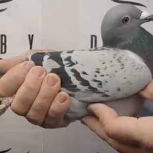 LOTE 06.-  151º EXTRA FINAL 700 KM<BR/> <BR/>ESP 14200/25      FADCA<BR/><BR/><STRONG><p style="color:#FF0000";><U>PADRE:</U> <BR/><BR/><U>MADRE:</U>    </STRONG><BR/><BR/><STRONG><p style="color:#b0d12a";><BR/><BR/></STRONG>