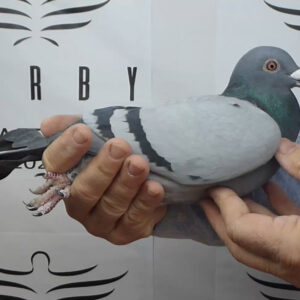 LOTE 06.-  152º EXTRA FINAL 700 KM<BR/> <BR/>ESP 125324/25   LOS 4 MOSQUETEROS<BR/><BR/><STRONG><p style="color:#FF0000";><U>PADRE:</U>102º EXTRA FINAL SUPER STAR WINTER (ORIGINAL PETER K. RAPONSKI) <BR/><BR/><U>MADRE:</U>23º FINAL ÓRBIGO 24 (HIJA DE SUPER PAREJA DE HNOS. STRUNGA: RAPONSKI  x ZG HELIOS) </STRONG><BR/><BR/><STRONG><p style="color:#b0d12a";>SU MADRE HA DADO: 21º FINAL ÓRBIGO 24, 24º FINAL ORBIGO 25, 12º FINAL Y 4º AS EUROPA MASTER<BR/><BR/>EXTRAORDINARIOS ORÍGENES DE PALOMARES DE PRIMER NIVEL EN COMPETICIONES DE DERBYS</STRONG>