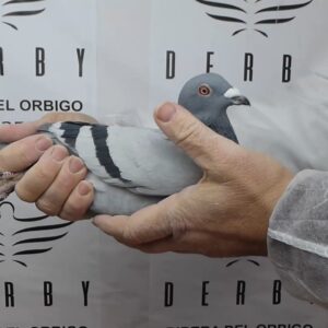 LOTE 05.-  158º EXTRA FINAL 700 KM<BR/> <BR/> ESP  210904/25 <BR/><BR/> TANDEM FALCÓN & OHLGART<BR/><BR/><STRONG><p style="color:#FF0000";><U>PADRE:</U>  <BR/><BR/><U>MADRE:</U>  </STRONG><BR/><BR/><STRONG><p style="color:#b0d12a";><BR/><BR/></STRONG>