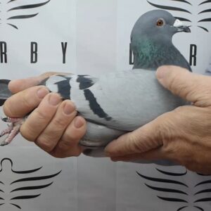 LOTE 05.-  160º EXTRA FINAL 700 KM<BR/> <BR/>ESP 132720/25      LOS XIXELLOS<BR/><BR/><STRONG><p style="color:#FF0000";><U>PADRE:</U> <BR/><BR/><U>MADRE:</U>    </STRONG><BR/><BR/><STRONG><p style="color:#b0d12a";><BR/><BR/></STRONG>