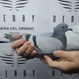 LOTE 05.-   164º EXTRA FINAL 700 KM<BR/> <BR/> POR 5315206/25 <BR/><BR/> GAC PORTUGAL (ACTIVADA EXTRA FINAL LONG DISTANCE)<BR/><BR/><STRONG><p style="color:#FF0000";><U>PADRE:</U>  <BR/><BR/><U>MADRE:</U>  </STRONG><BR/><BR/><STRONG><p style="color:#b0d12a";> <BR/><BR/> </STRONG>