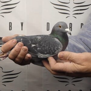 LOTE 04.-  167º EXTRA FINAL 700 KM<BR/> <BR/> ESP  4316/25 <BR/><BR/> TANDEM MIHAI & TITUS<BR/><BR/><STRONG><p style="color:#FF0000";><U>PADRE:</U>  <BR/><BR/><U>MADRE:</U>  </STRONG><BR/><BR/><STRONG><p style="color:#b0d12a";><BR/><BR/></STRONG>