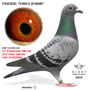 LOTE 21.-  16º EXTRA FINAL 700 KM<BR/> <BR/> ESP 14194 <BR/><BR/> FADCA JUNIOR<BR/><BR/><STRONG><p style="color:#FF0000";><U>PADRE:</U>  <BR/><BR/><U>MADRE:</U>  </STRONG><BR/><BR/><STRONG><p style="color:#b0d12a";><BR/><BR/></STRONG>