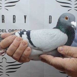 LOTE 04.-   170º EXTRA FINAL 700 KM<BR/> <BR/> DV 4762-1404/25 <BR/><BR/> TEAM PFOH & HENRICH<BR/><BR/><STRONG><p style="color:#FF0000";><U>PADRE:</U>  <BR/><BR/><U>MADRE:</U>  </STRONG><BR/><BR/><STRONG><p style="color:#b0d12a";> <BR/><BR/> </STRONG>