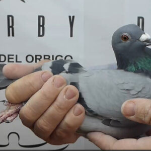 LOTE 03.-   172º EXTRA FINAL 700 KM<BR/> <BR/> ESP 287627/25 <BR/><BR/> TANDEM VANDEVERDE 2<BR/><BR/><STRONG><p style="color:#FF0000";><U>PADRE:</U>  <BR/><BR/><U>MADRE:</U>  </STRONG><BR/><BR/><STRONG><p style="color:#b0d12a";> <BR/><BR/> </STRONG>