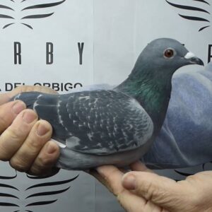 LOTE 03.-  173º EXTRA FINAL 700 KM<BR/> <BR/> ESP  270016/25 <BR/><BR/> ANTONIO TORRES<BR/><BR/><STRONG><p style="color:#FF0000";><U>PADRE:</U>  <BR/><BR/><U>MADRE:</U>  </STRONG><BR/><BR/><STRONG><p style="color:#b0d12a";><BR/><BR/></STRONG>