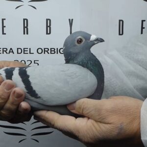 LOTE 04.-  174º EXTRA FINAL 700 KM<BR/> <BR/>ESP  44537/25      HNOS. GUTIERREZ, J. GARCÍA Y G. EXPÓSITO<BR/><BR/><STRONG><p style="color:#FF0000";><U>PADRE:</U> <BR/><BR/><U>MADRE:</U>    </STRONG><BR/><BR/><STRONG><p style="color:#b0d12a";><BR/><BR/></STRONG>