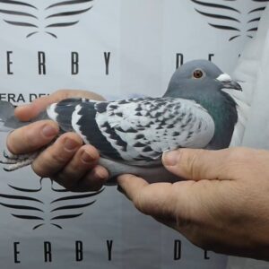 LOTE 04.-  177º EXTRA FINAL 700 KM<BR/> <BR/>ESP 264153/25   TANDEM MAHINDO, VADELL Y TRUYOLS<BR/><BR/><STRONG><p style="color:#FF0000";><U>PADRE:</U> <BR/><BR/><U>MADRE:</U> </STRONG><BR/><BR/><STRONG><p style="color:#b0d12a";><BR/><BR/></STRONG>