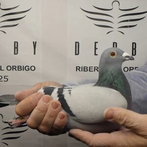 LOTE 03.-  180º EXTRA FINAL 700 KM<BR/> <BR/>ESP 154521/25   PALOMAR ARMANDO E HIJOS<BR/><BR/><STRONG><p style="color:#FF0000";><U>PADRE:</U>VOLA COSTA SOL 24, HERMANO DE NIDO DE24º EXTRA FINAL ÓRBIGO 24 (BELGAVET -SEIFFERT): SUPER PALOMAR CON 1º,2º Y 3º EN FINALES DERBY ÓRBIGO!!! <BR/><BR/><U>MADRE:</U> TAKESHI x COR DE HEIJDE (SUPER FONDISTAS)!!! </STRONG><BR/><BR/><STRONG><p style="color:#b0d12a";><BR/><BR/></STRONG>