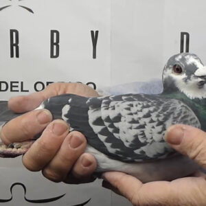 LOTE 02.-  181º EXTRA FINAL 700 KM<BR/> <BR/> EPOR  5211512/25 <BR/><BR/> LOBOS DE MAR<BR/><BR/><STRONG><p style="color:#FF0000";><U>PADRE:</U>  <BR/><BR/><U>MADRE:</U>  </STRONG><BR/><BR/><STRONG><p style="color:#b0d12a";><BR/><BR/></STRONG>