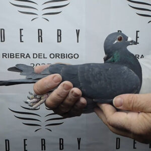 LOTE 01.-  182º EXTRA FINAL 700 KM<BR/> <BR/> ESP  74005/25 <BR/><BR/> LOS MIERCOLES<bR/><BR/><STRONG><p style="color:#FF0000";><U>PADRE:</U>  <BR/><BR/><U>MADRE:</U>  </STRONG><BR/><BR/><STRONG><p style="color:#b0d12a";><BR/><BR/></STRONG>