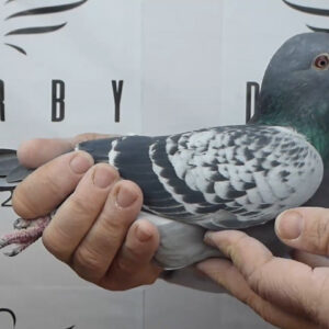 LOTE 01.-   191º EXTRA FINAL 700 KM<BR/> <BR/> ESP 288079/25 <BR/><BR/> TANDEM MONTESINO & CANDEAL<BR/><BR/><STRONG><p style="color:#FF0000";><U>PADRE:</U>  <BR/><BR/><U>MADRE:</U>  </STRONG><BR/><BR/><STRONG><p style="color:#b0d12a";> MORFOLOGÍA MUY BUENA: OSAMENTA, MUSCULATURA Y SUAVE PLUMAJE <BR/><BR/>PALOMAR QUE DESTACA POR RESULTADOS DE FONDOS Y GRANDES FONDOS </STRONG>