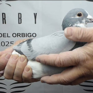 LOTE 02.-  192º EXTRA FINAL 700 KM<BR/> <BR/>ESP  75212/25      TEAM JOSÉ LAVI<BR/><BR/><STRONG><p style="color:#FF0000";><U>PADRE:</U> <BR/><BR/><U>MADRE:</U>    </STRONG><BR/><BR/><STRONG><p style="color:#b0d12a";><BR/><BR/></STRONG> (copia)