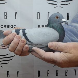 LOTE 02.-  196º EXTRA FINAL 700 KM<BR/> <BR/>ESP 65798/25   SALVATIERRA TEAM<BR/><BR/><STRONG><p style="color:#FF0000";><U>PADRE:</U> <BR/><BR/><U>MADRE:</U> </STRONG><BR/><BR/><STRONG><p style="color:#b0d12a";><BR/><BR/></STRONG>