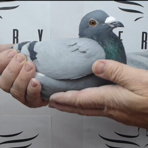 LOTE 01.-  198º EXTRA FINAL 700 KM<BR/> <BR/>ESP  31004/25      SAS RYSZARD<BR/><BR/><STRONG><p style="color:#FF0000";><U>PADRE:</U> <BR/><BR/><U>MADRE:</U>    </STRONG><BR/><BR/><STRONG><p style="color:#b0d12a";><BR/><BR/></STRONG>