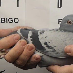 LOTE 01.-  199º EXTRA FINAL 700 KM<BR/> <BR/>ESP 73785/25   OMAR KERBID<BR/><BR/><STRONG><p style="color:#FF0000";><U>PADRE:</U> 12º FINAL Y 13º SEMIFINAL RIACHOS 24, ES HERMANO DEL 5º AS GENERAL GREAT ALGARVE INVIERNO 25<BR/><BR/><U>MADRE:</U>59º AS GENERAL GOLDEN ALGARVE 7192 PALOMAS Y 156º FINAL 3622 PALOMAS </STRONG><BR/><BR/><STRONG><p style="color:#b0d12a";>3º, 10º Y 22º EN LOS 3 PRIMEROS HOT SPOT!!!<BR/><BR/></STRONG>