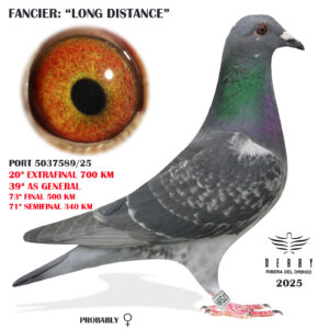 LOTE 20.- 20º EXTRA FINAL 700 KM<BR/> <BR/>POR 5037589/25 LONG DISTANCE</A><BR/><BR/><STRONG><p style="color:#FF0000";><U>PADRE:</U> <BR/><BR/><U>MADRE:</U> </STRONG><BR/><BR/><STRONG><p style="color:#b0d12a";><BR/><BR/></STRONG>