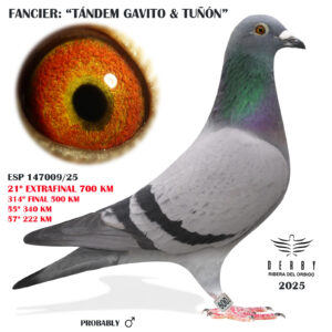 LOTE 20.-  21º EXTRA FINAL 700 KM<BR/> <BR/> ESP 147009/25 <BR/><BR/> TANDEM GAVITO & TUÑÓN<BR/><BR/><STRONG><p style="color:#FF0000";><U>PADRE:</U>  <BR/><BR/><U>MADRE:</U>  </STRONG><BR/><BR/><STRONG><p style="color:#b0d12a";><BR/><BR/></STRONG>