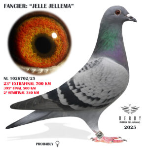 LOTE 21.-   23º EXTRA FINAL 700 KM<BR/> <BR/> NL 1026702/25 <BR/><BR/>JELLE JELLEMA <BR/><BR/><STRONG><p style="color:#FF0000";><U>PADRE:</U>  <BR/><BR/><U>MADRE:</U>  </STRONG><BR/><BR/><STRONG><p style="color:#b0d12a";> <BR/><BR/> </STRONG>