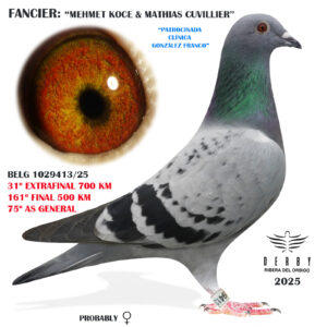 LOTE 19.- 20º EXTRA FINAL 700 KM<BR/> <BR/>BE 1029413 MEHMET KOCE & MATHIAS CUVILLIER (ACTIVADA CLÍNICA GONZÁLEZ FRANCO)</A><BR/><BR/><STRONG><p style="color:#FF0000";><U>PADRE:</U> <BR/><BR/><U>MADRE:</U> </STRONG><BR/><BR/><STRONG><p style="color:#b0d12a";><BR/><BR/></STRONG>